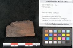 Foto (Objekt + Etikett) von Plantae indet.  (NHMW-GEO-2024-0188-10473)